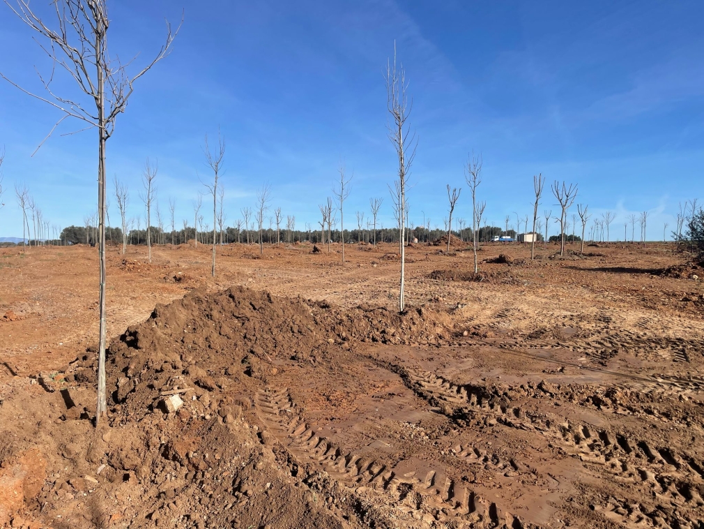 FINALIZACION PLANTACION DE ARBOLES