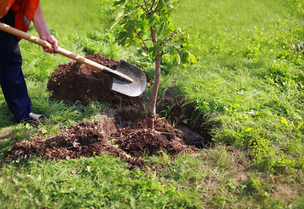 NUEVA FECHA PARA LA PLANTACIÓN DE ARBOLES